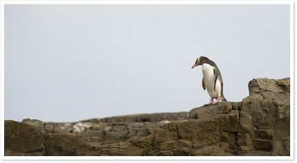 27-pinguin