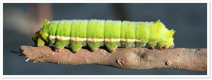 33-caterpillar