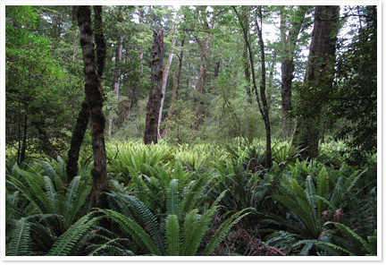 bushwalk