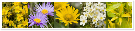 blog-flowers
